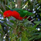 Australian King-Parrot (Alisterus scapularis)